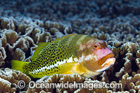 Ornate Hawkfish Paracirrhites hemistictus Photo - Gary Bell