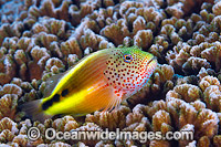 Freckled Hawkfish Paracirrhites forsteri Photo - Gary Bell