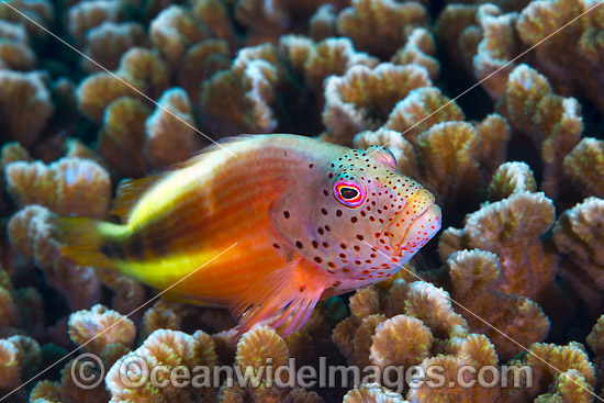 Freckled Hawkfish Paracirrhites forsteri photo Freckled Hawkfish Paracirrhites forsteri photo