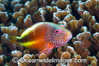 Freckled Hawkfish Paracirrhites forsteri Photo - Gary Bell