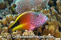 Freckled Hawkfish Christmas Island Photo - Gary Bell