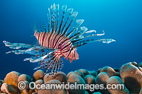 Lionfish Christmas Island Photo - Gary Bell