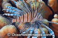 Lionfish Christmas Island Photo - Gary Bell