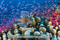Lionfish and coral reef Christmas Island Photo - Gary Bell