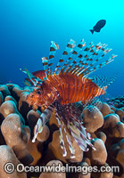 Lionfish Christmas Island Photo - Gary Bell