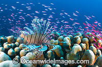 Lionfish and coral reef Christmas Island Photo - Gary Bell