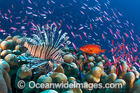 Lionfish hunting basslets Photo - Gary Bell