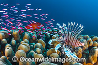 Lionfish hunting basslets Photo - Gary Bell