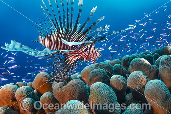 Lionfish Christmas Island photo Lionfish Christmas Island photo
