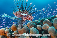 Lionfish Christmas Island Photo - Gary Bell