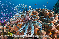 Lionfish hunting basslets Photo - Gary Bell