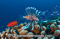 Lionfish Christmas Island Photo - Gary Bell