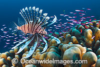 Lionfish Christmas Island Photo - Gary Bell