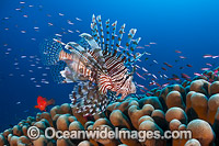 Lionfish Christmas Island Photo - Gary Bell
