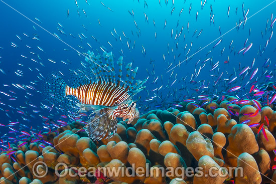 Lionfish Christmas Island photo Lionfish Christmas Island photo