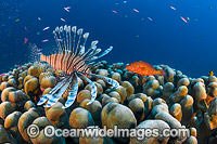 Lionfish and coral reef Christmas Island Photo - Gary Bell