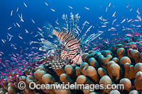 Lionfish hunting basslets Photo - Gary Bell