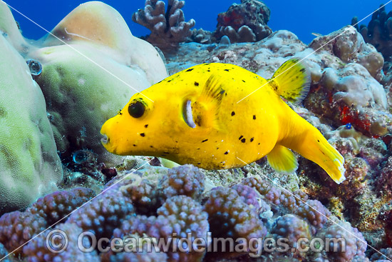 Black-spotted Pufferfish photo