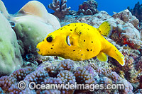 Black-spotted Pufferfish Photo - Gary Bell