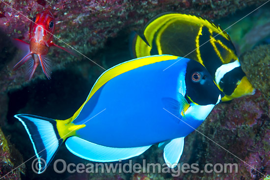 Powder blue Tang Christmas Island photo Powder blue Tang Christmas Island photo