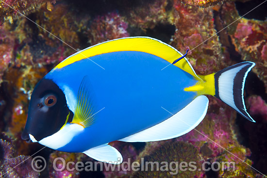 Powderblue Surgeonfish Acanthurus leucosternon photo Powderblue Surgeonfish Acanthurus leucosternon photo