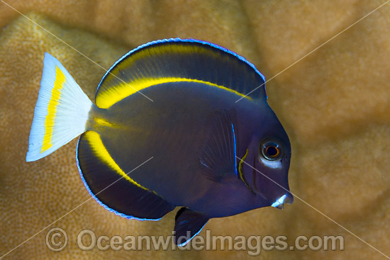 Velvet Surgeonfish Christmas Island photo Velvet Surgeonfish Christmas Island photo