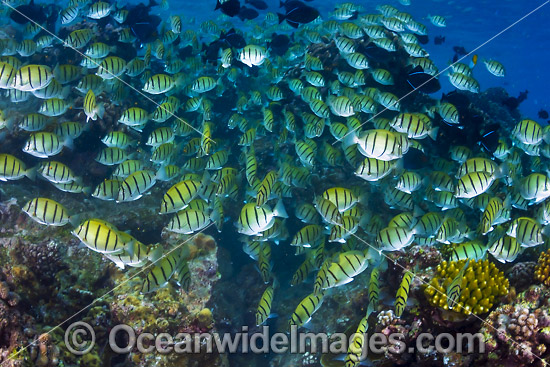 Schooling Surgeonfish Christmas Island photo Schooling Surgeonfish Christmas Island photo