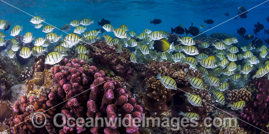 Convict Surgeonfish Acanthurus triostegus photo Convict Surgeonfish Acanthurus triostegus photo
