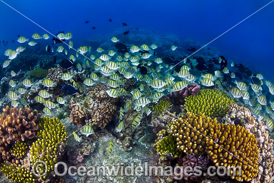 Surgeonfish and Coral Christmas Island photo Surgeonfish and Coral Christmas Island photo