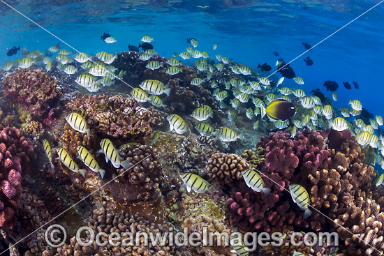 Fish and Coral Christmas Island photo