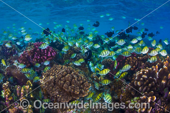 Fish and Coral Christmas Island photo
