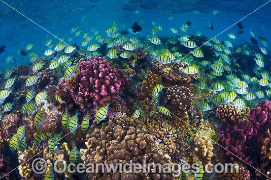 Convict Surgeonfish Christmas Island photo
