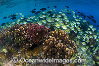 Fish and Coral Christmas Island Photo - Gary Bell