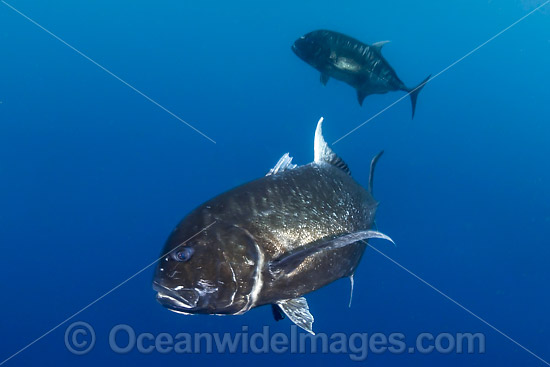 Black Trevally Caranx lugubris photo Black Trevally Caranx lugubris photo