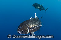 Black Trevally Caranx lugubris Photo - Gary Bell