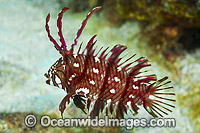 Juvenile Reindeer Wrasse Novaculichthys taeniourus Photo - Gary Bell