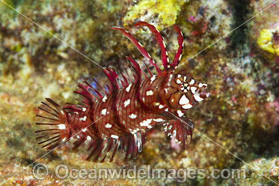 Reindeer Wrasse Christmas Island photo Reindeer Wrasse Christmas Island photo
