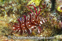 Reindeer Wrasse Christmas Island Photo - Gary Bell