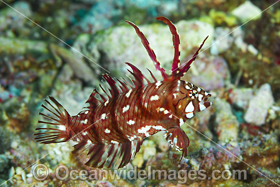 Reindeer Wrasse Christmas Island photo Reindeer Wrasse Christmas Island photo