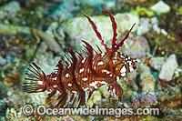 Reindeer Wrasse Christmas Island Photo - Gary Bell