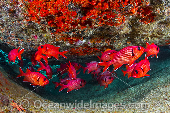 Crimson Soldierfish Christmas Island photo Crimson Soldierfish Christmas Island photo