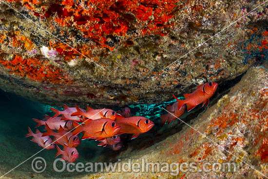 Crimson Soldierfish Christmas Island photo Crimson Soldierfish Christmas Island photo