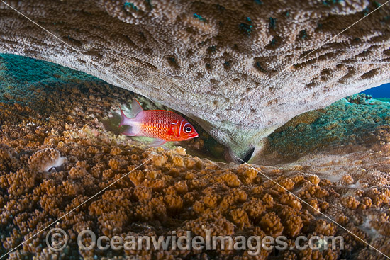 Whitetail Squirrelfish Christmas Island photo Whitetail Squirrelfish Christmas Island photo