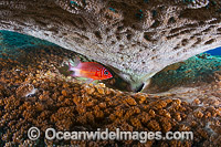 Whitetail Squirrelfish Christmas Island Photo - Gary Bell