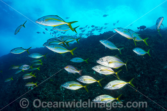 Silver Trevally Coffs Harbour photo