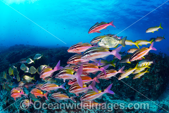 Schooling Fish Coffs Harbour photo Schooling Fish Coffs Harbour photo