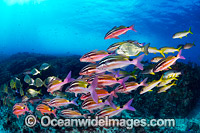 Schooling Fish Coffs Harbour Photo - Gary Bell