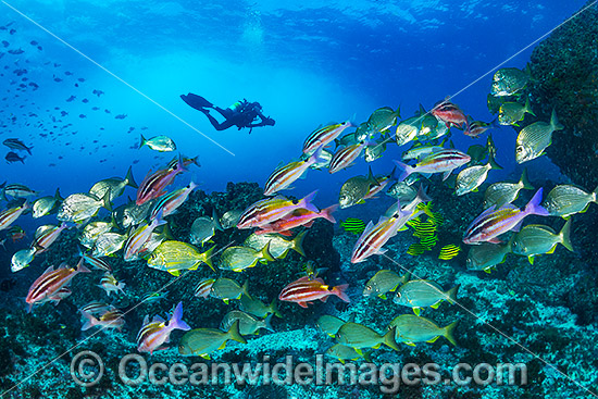 Diver and Schooling Fish Coffs Harbour photo Diver and Schooling Fish Coffs Harbour photo