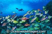 Diver and Schooling Fish Coffs Harbour Photo - Gary Bell