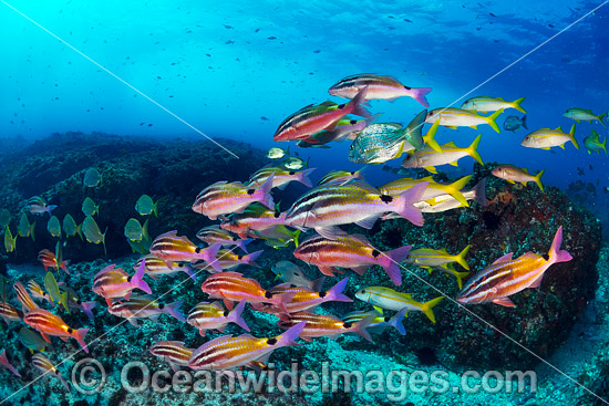 Goatfish Tarwhine and Bream photo